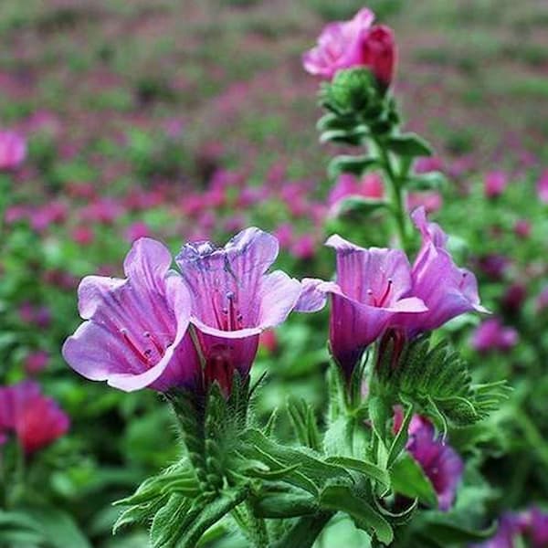 تصویر 1 از خرید گل گاوزبان صورتی + قیمت فروش استثنایی